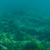 Scar Reef Coral