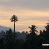 bali10