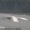 bali21