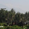 bali21
