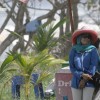 bali39
