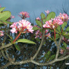 bali10