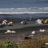 bali19