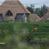 bali24