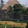 bali11